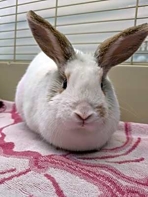 Photo of Mary Hoppins #image