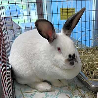 Photo of PEANUT #image