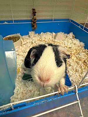 Photo of Moo #image