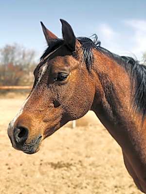 Photo of Betsy #image
