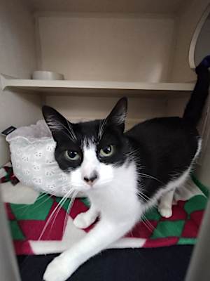 Photo of Domino #image