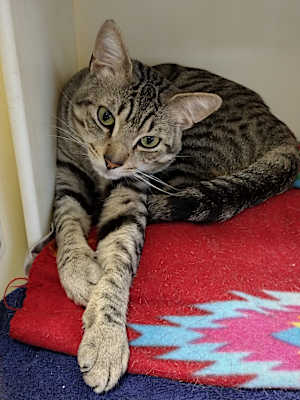 Photo of Striper #image