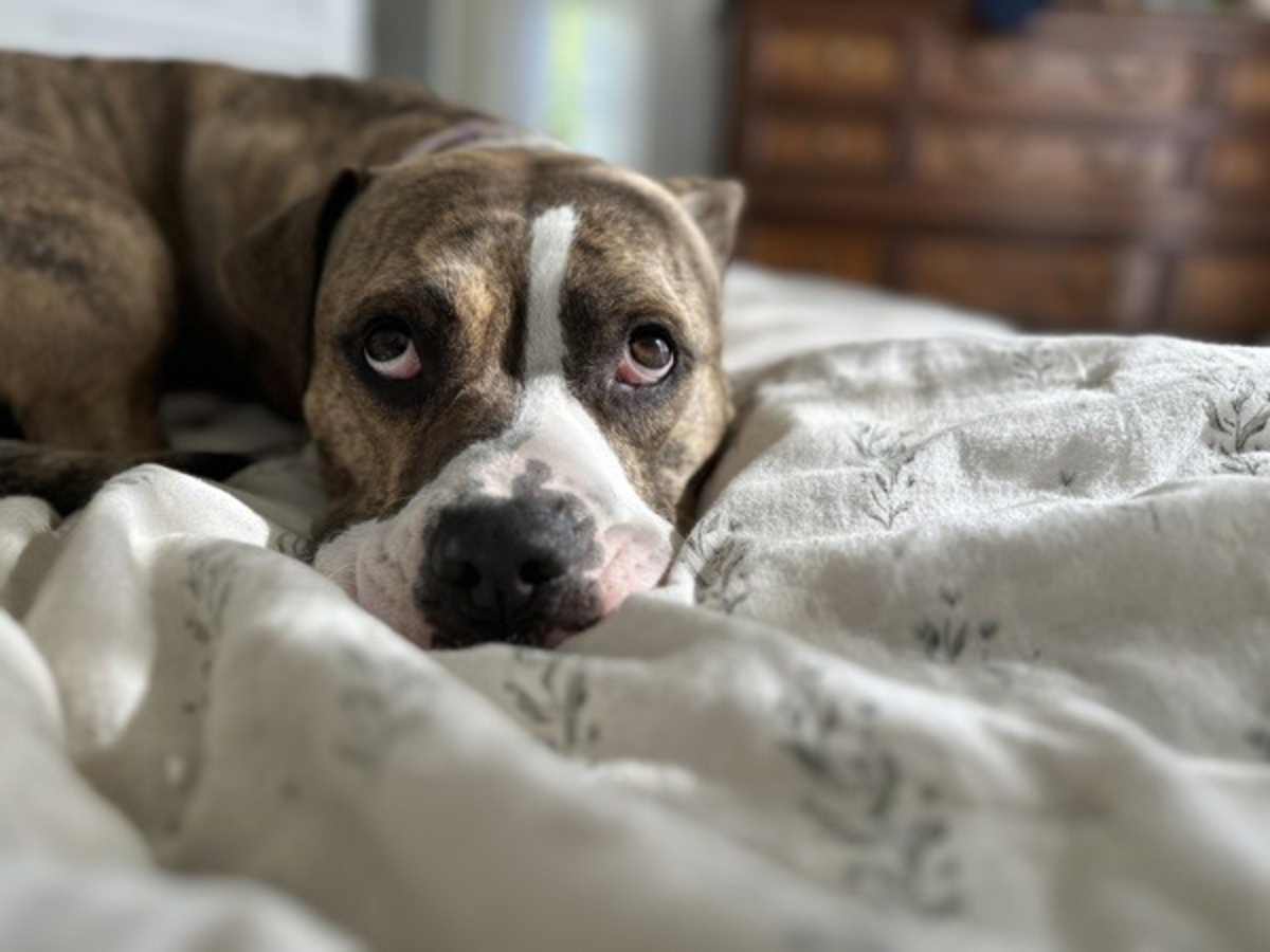 BARKLEY - Pit Bull Terrier available for adoption