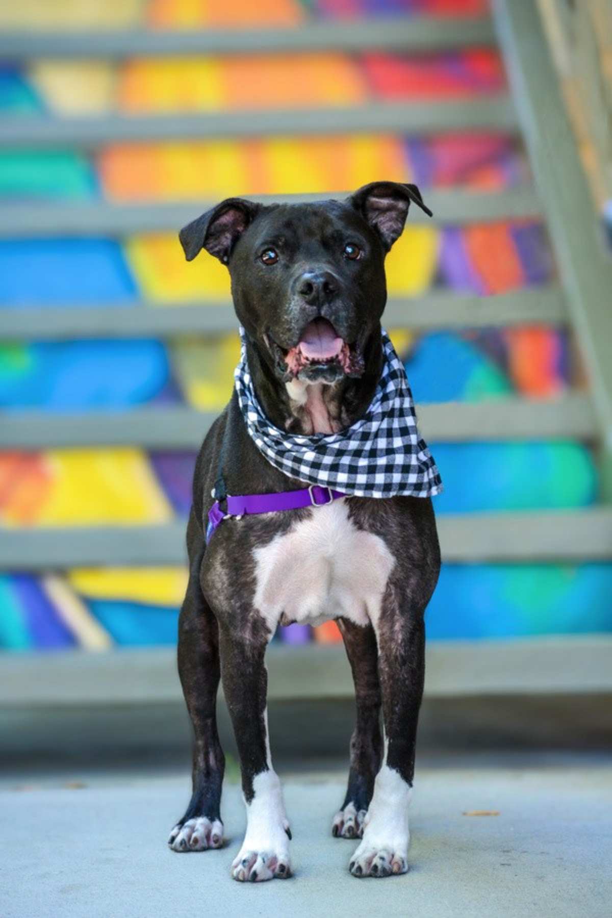 JOKER - Pit Bull Terrier available for adoption