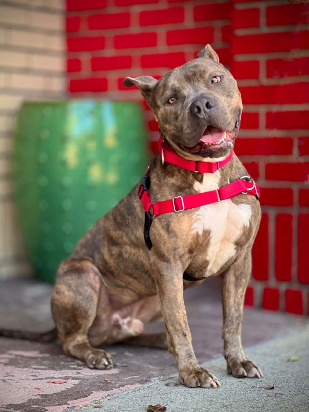 LINCOLN - Pit Bull Terrier for adoption in Vallejo