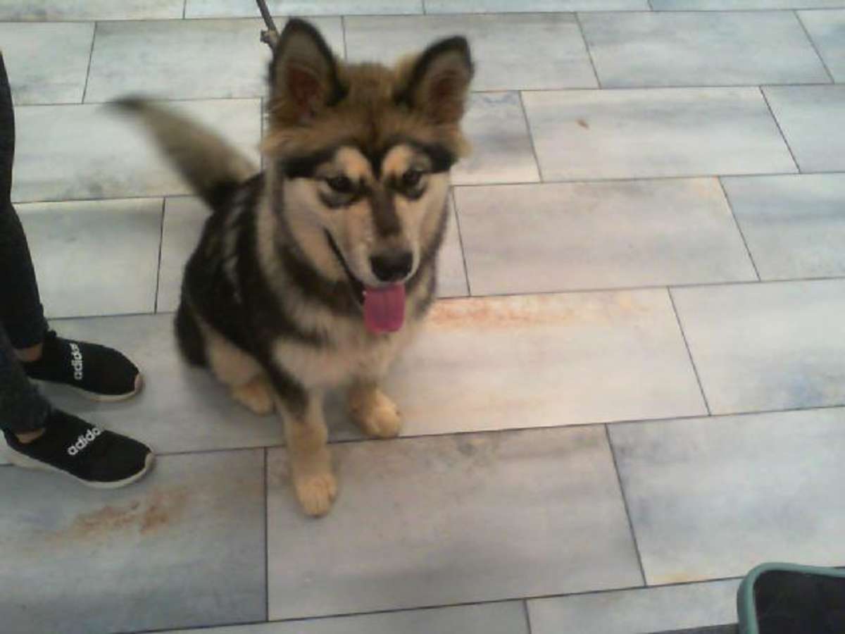 UNNAMED - Husky / Alaskan Malamute available for adoption