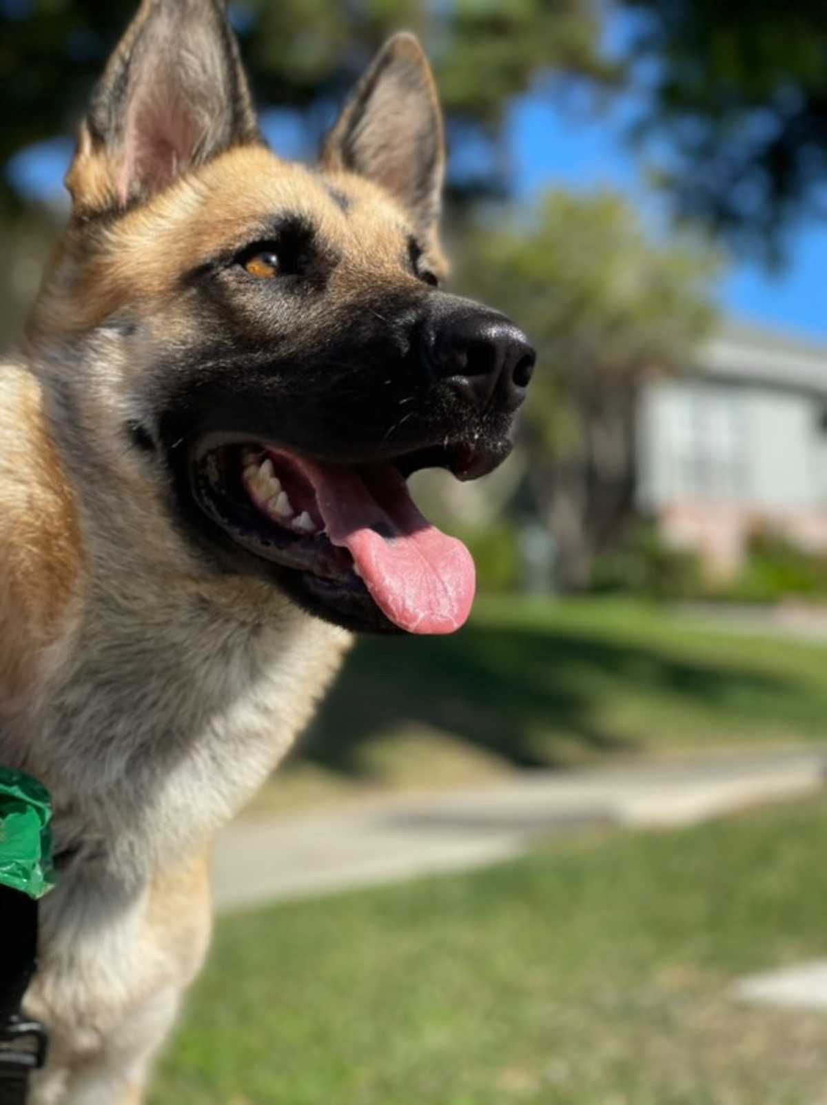 LILY - German Shepherd Dog available for adoption