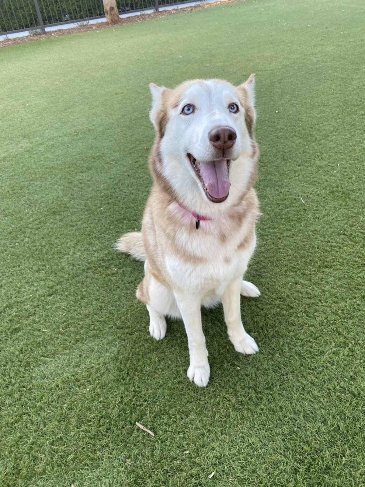 MARINA - Husky available for adoption