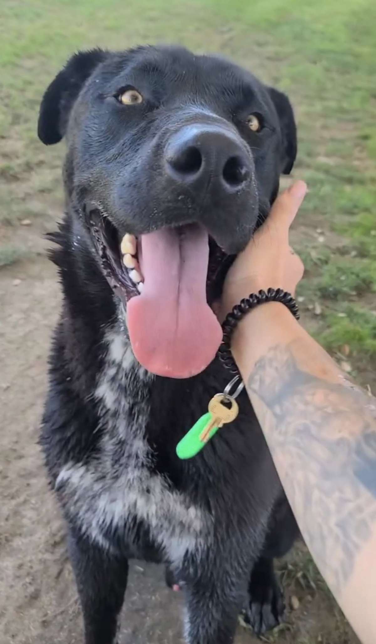 AXEL - German Shepherd Dog / Labrador Retriever available for adoption