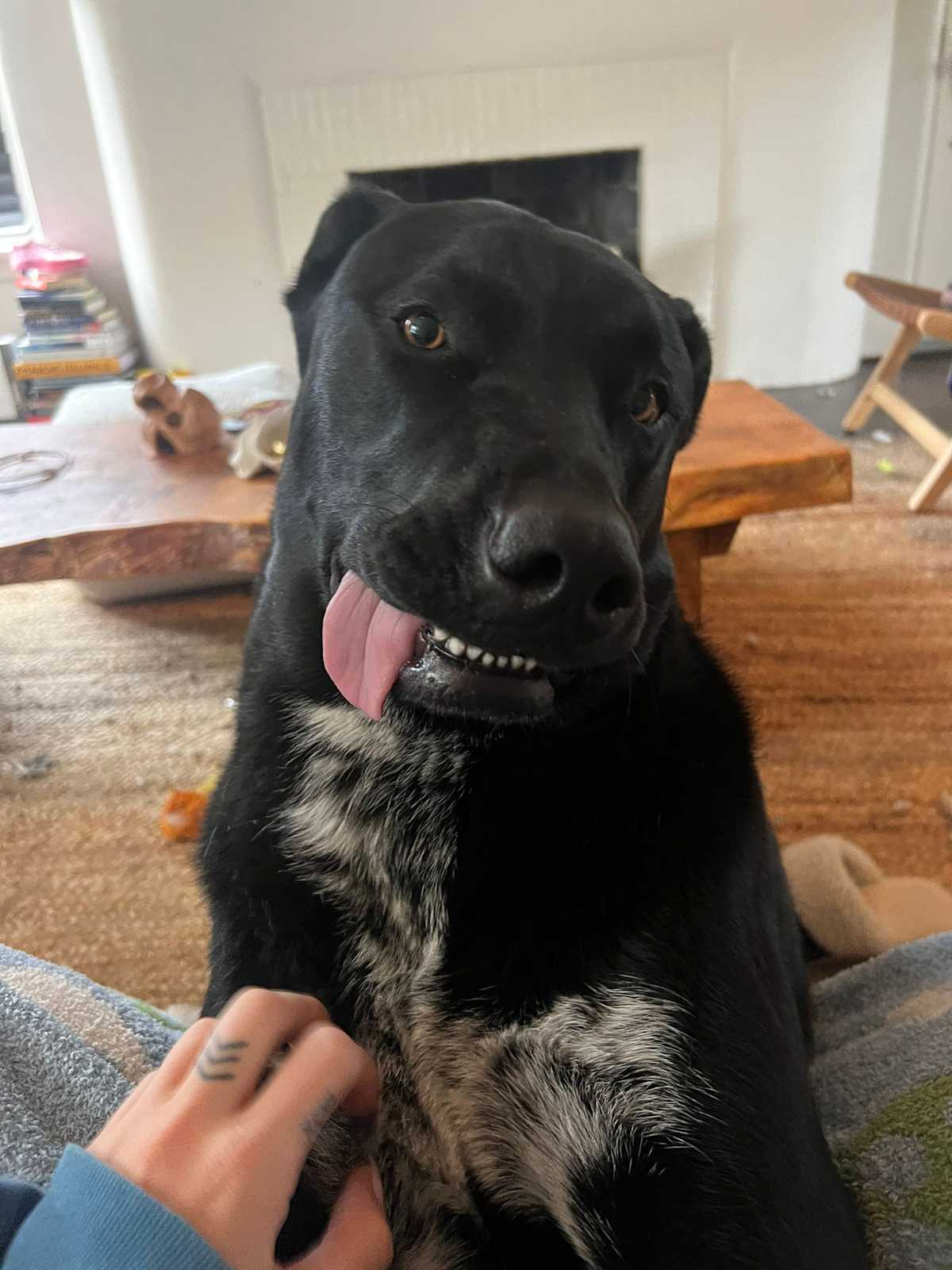 AXEL - German Shepherd Dog / Labrador Retriever available for adoption