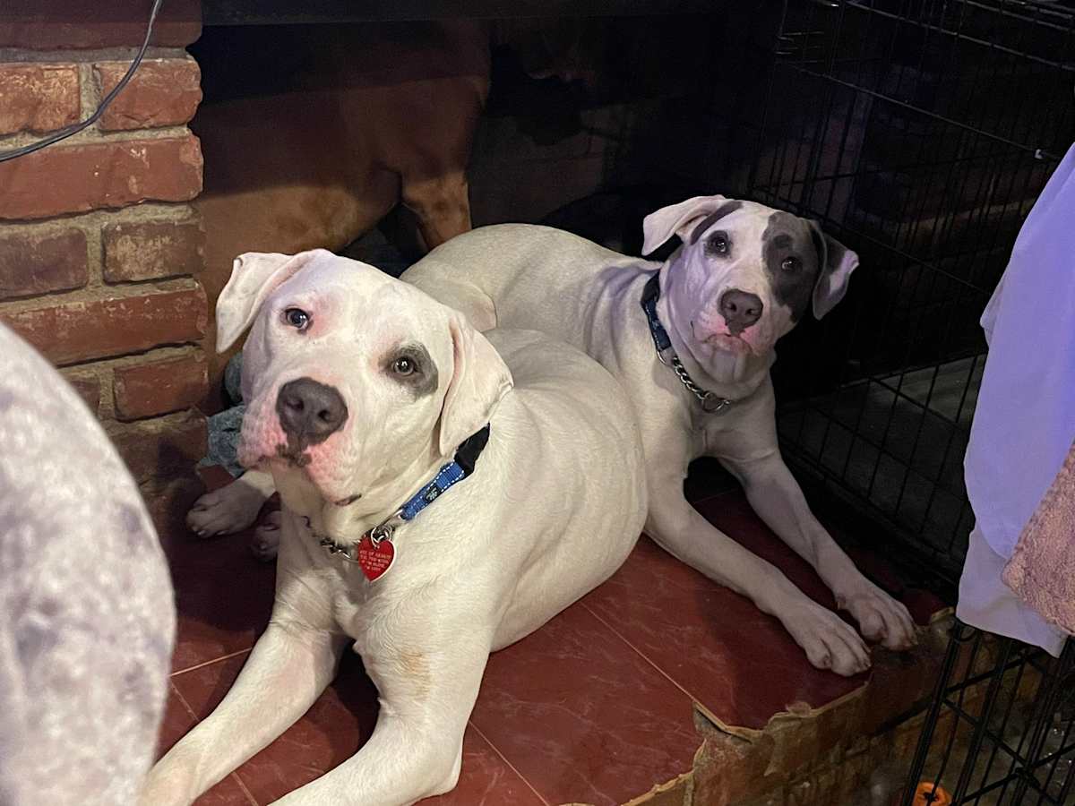 BLANKETS - American Bulldog / Labrador Retriever available for adoption