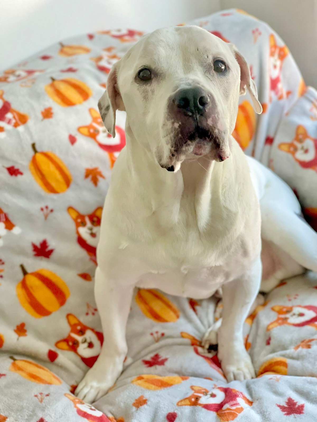 CHARDSY - American Bulldog available for adoption