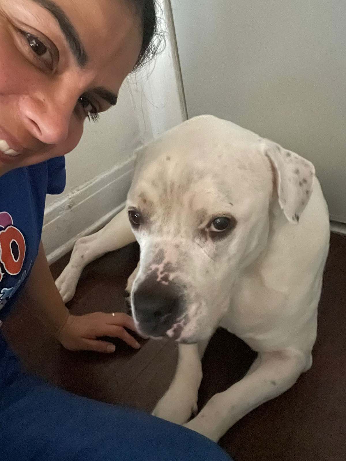 CHARDSY - American Bulldog available for adoption