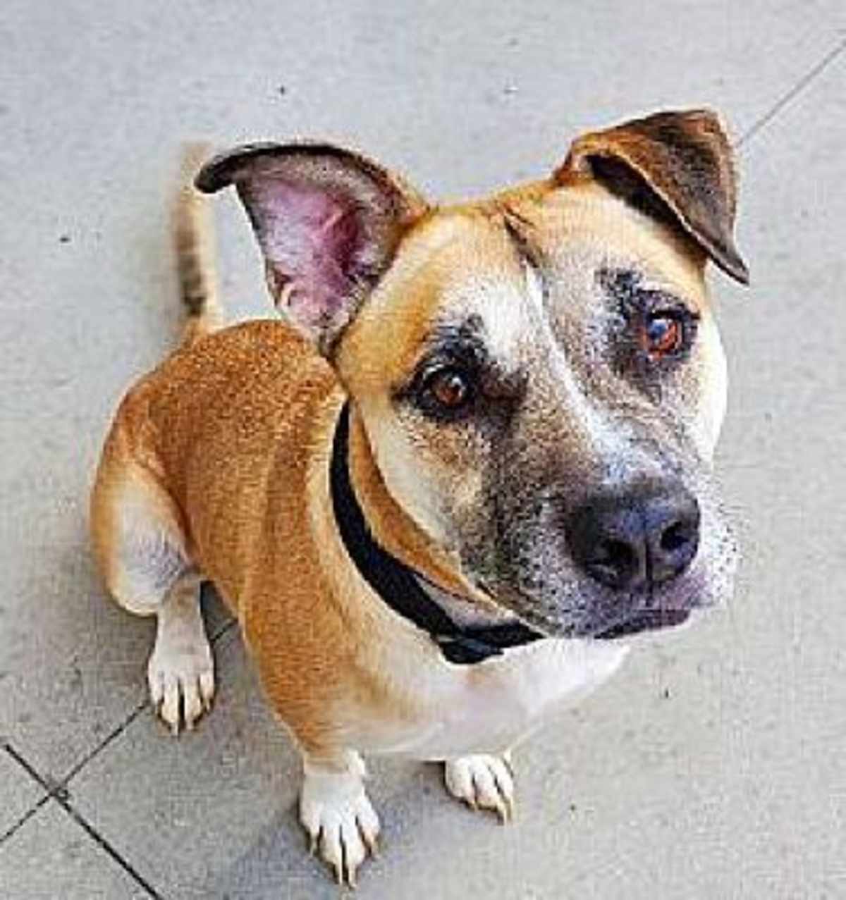GIGGLESWORTH - American Bulldog / Labrador Retriever available for adoption