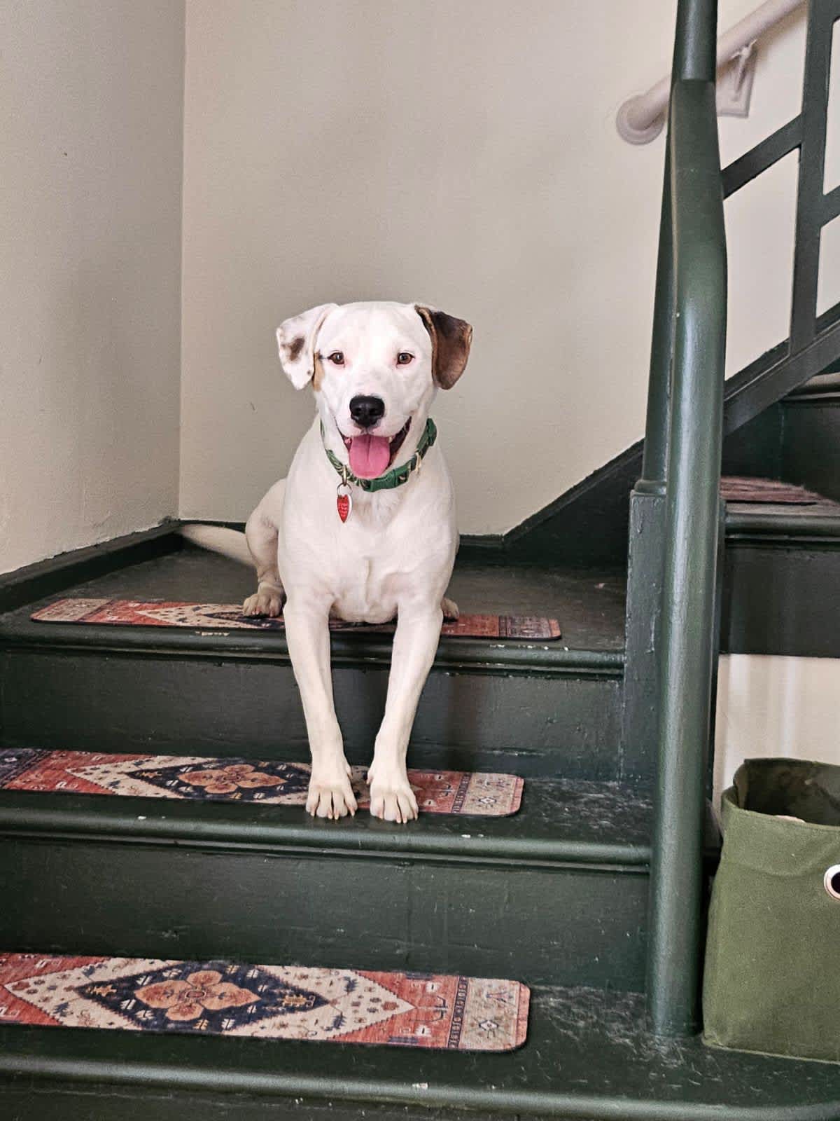 HOBIE - American Bulldog / Staffordshire Bull Terrier available for adoption