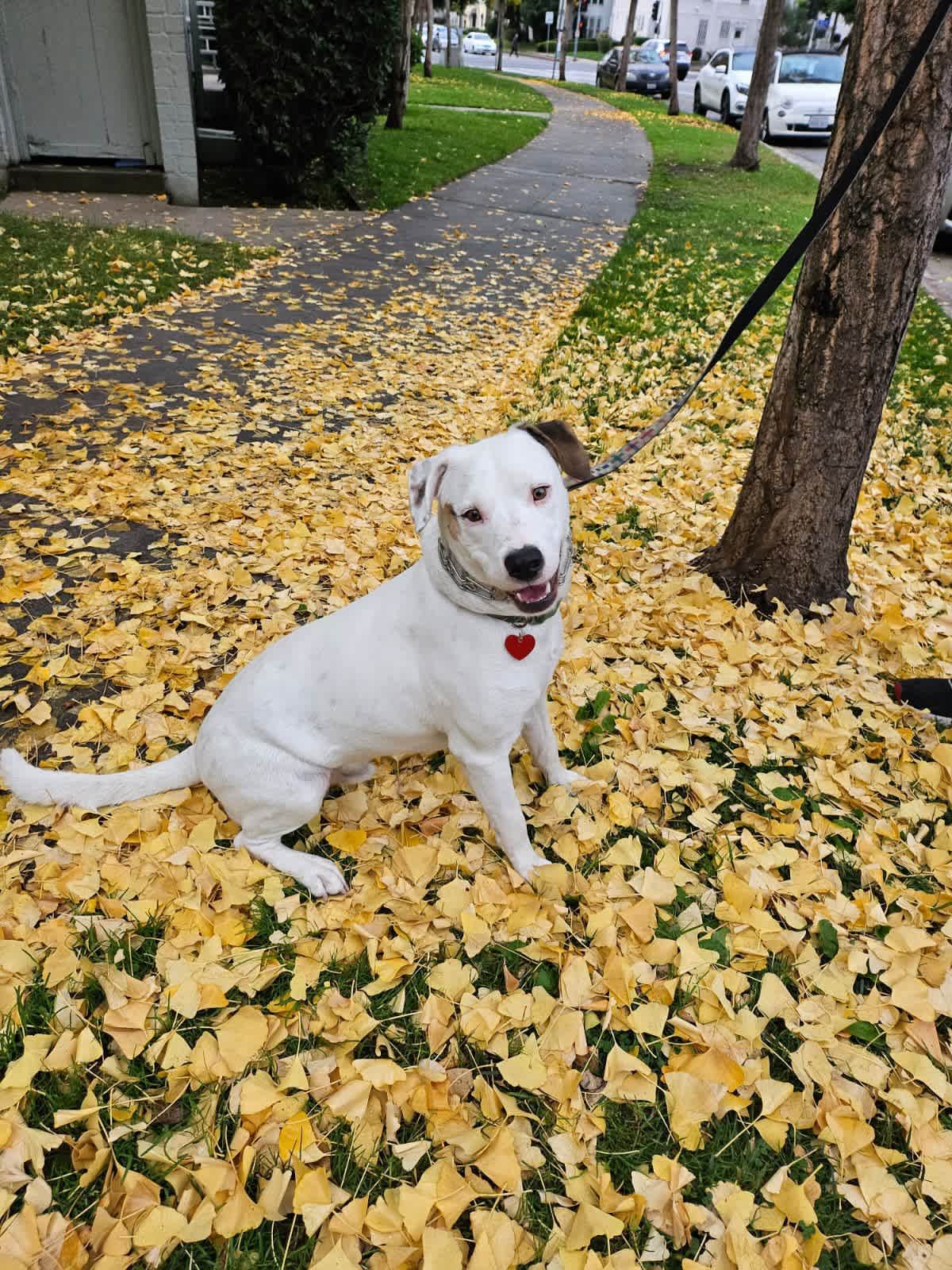 HOBIE - American Bulldog / Staffordshire Bull Terrier available for adoption