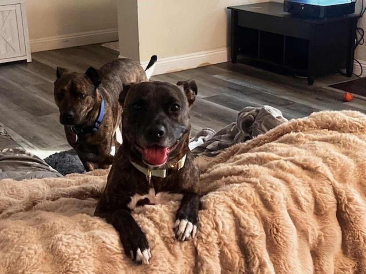 KAIA - Pointer / Labrador Retriever available for adoption