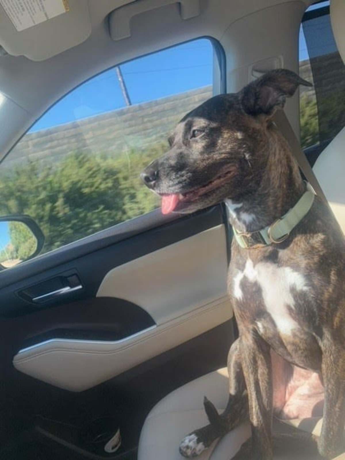 KAIA - Pointer / Labrador Retriever available for adoption