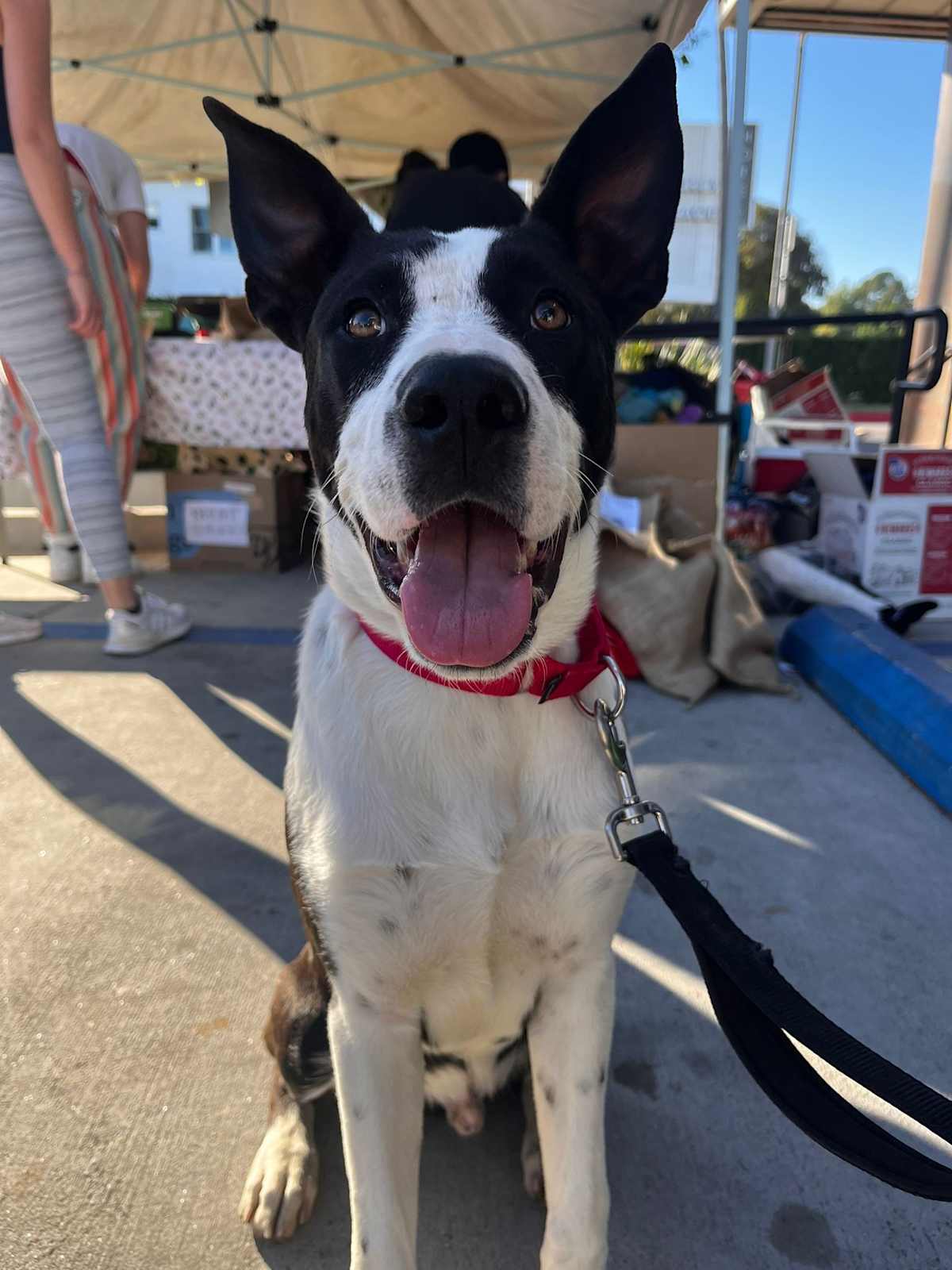 LOGAN - Border Collie / Great Dane available for adoption
