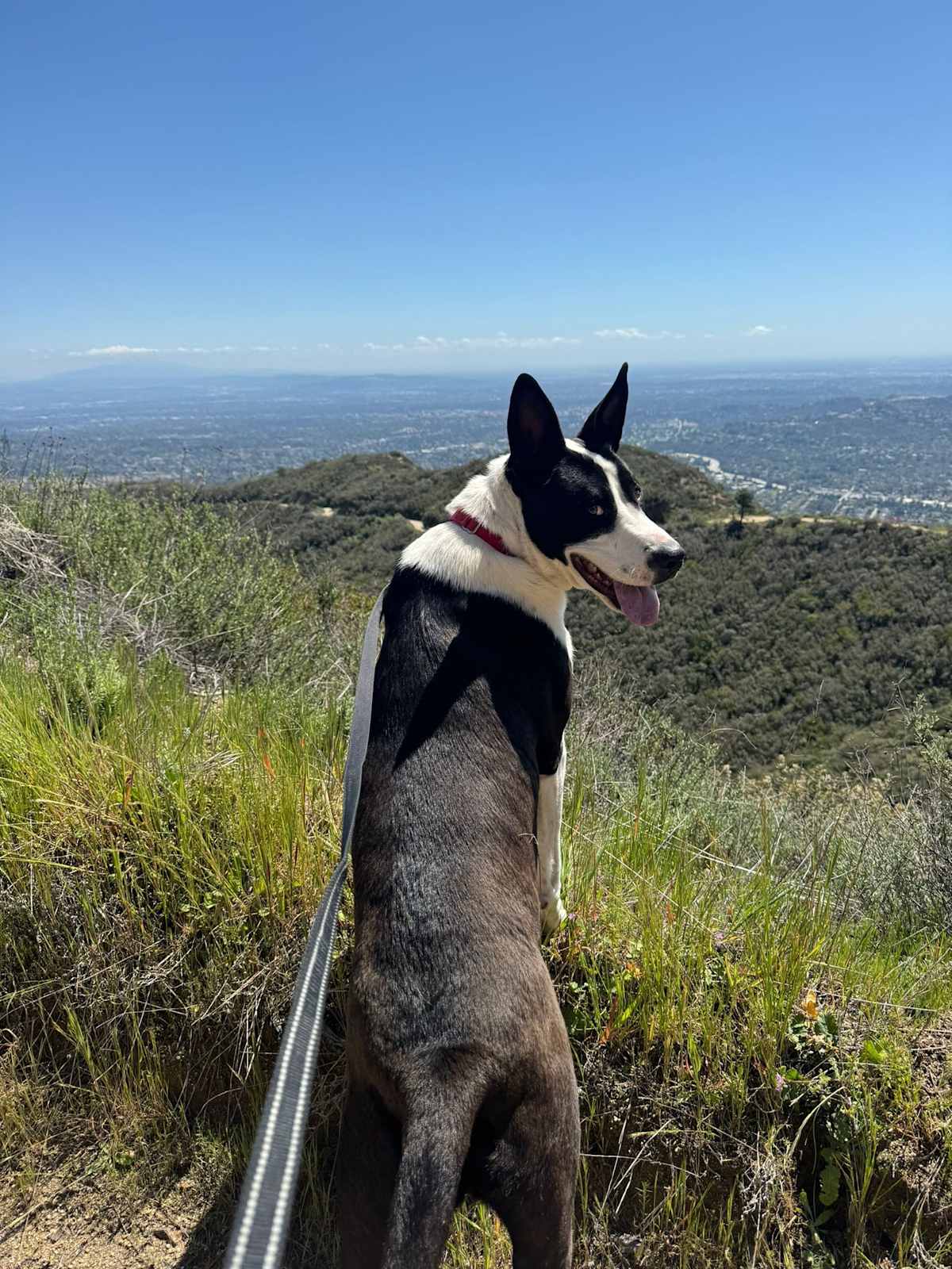 LOGAN - Border Collie / Great Dane available for adoption