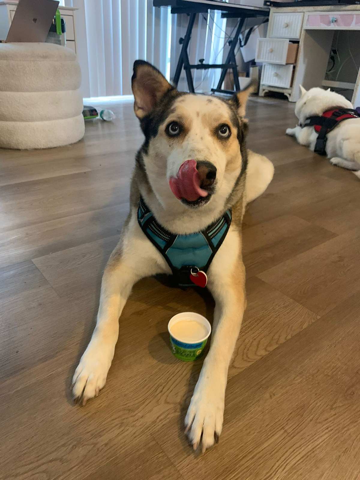 TEDDY - Husky / Labrador Retriever available for adoption