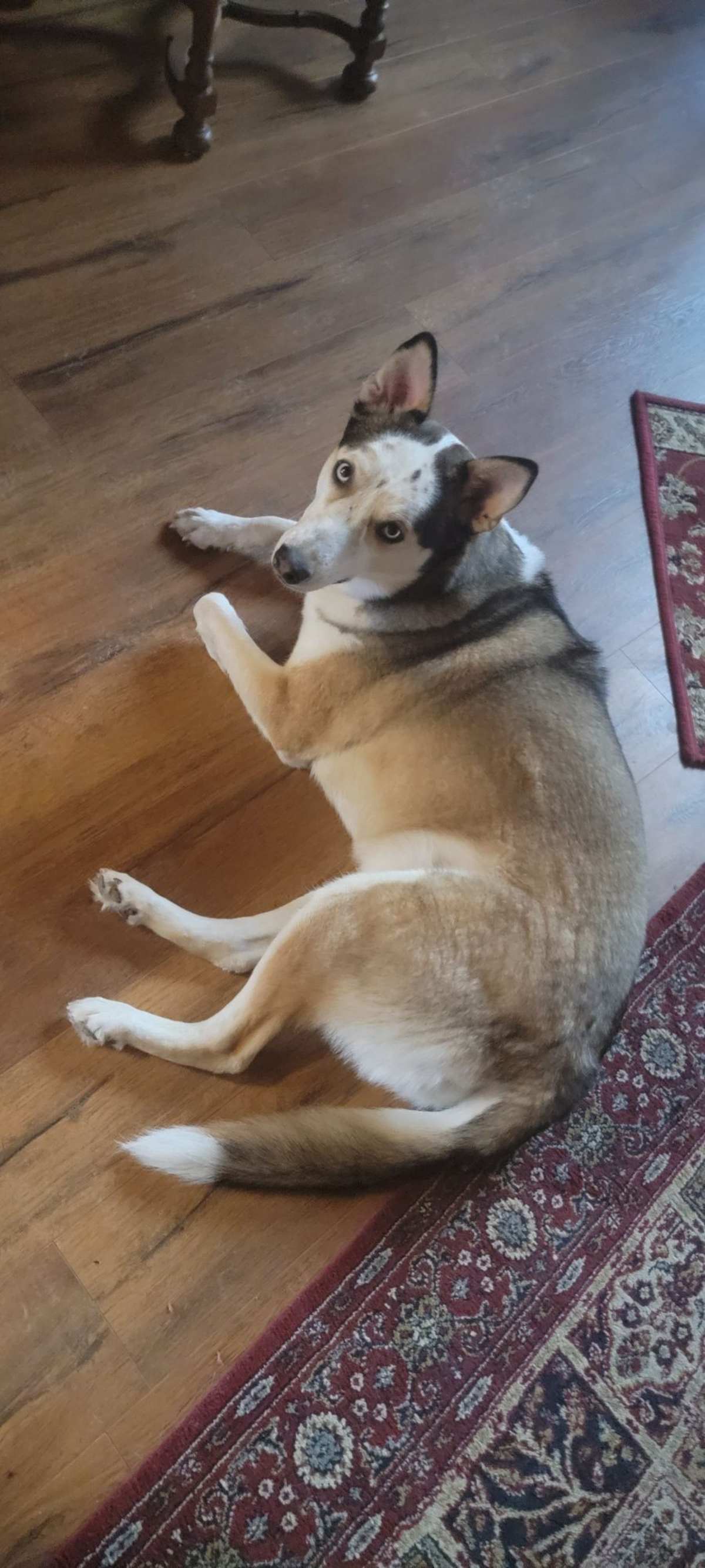 TEDDY - Husky / Labrador Retriever available for adoption