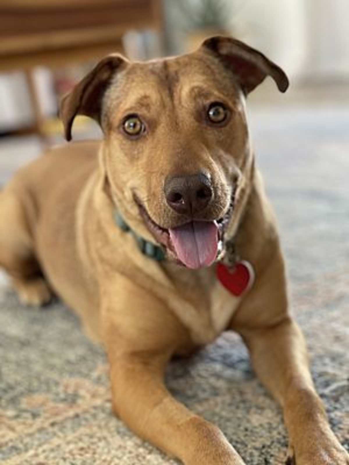 PENNY - Basenji / Labrador Retriever available for adoption
