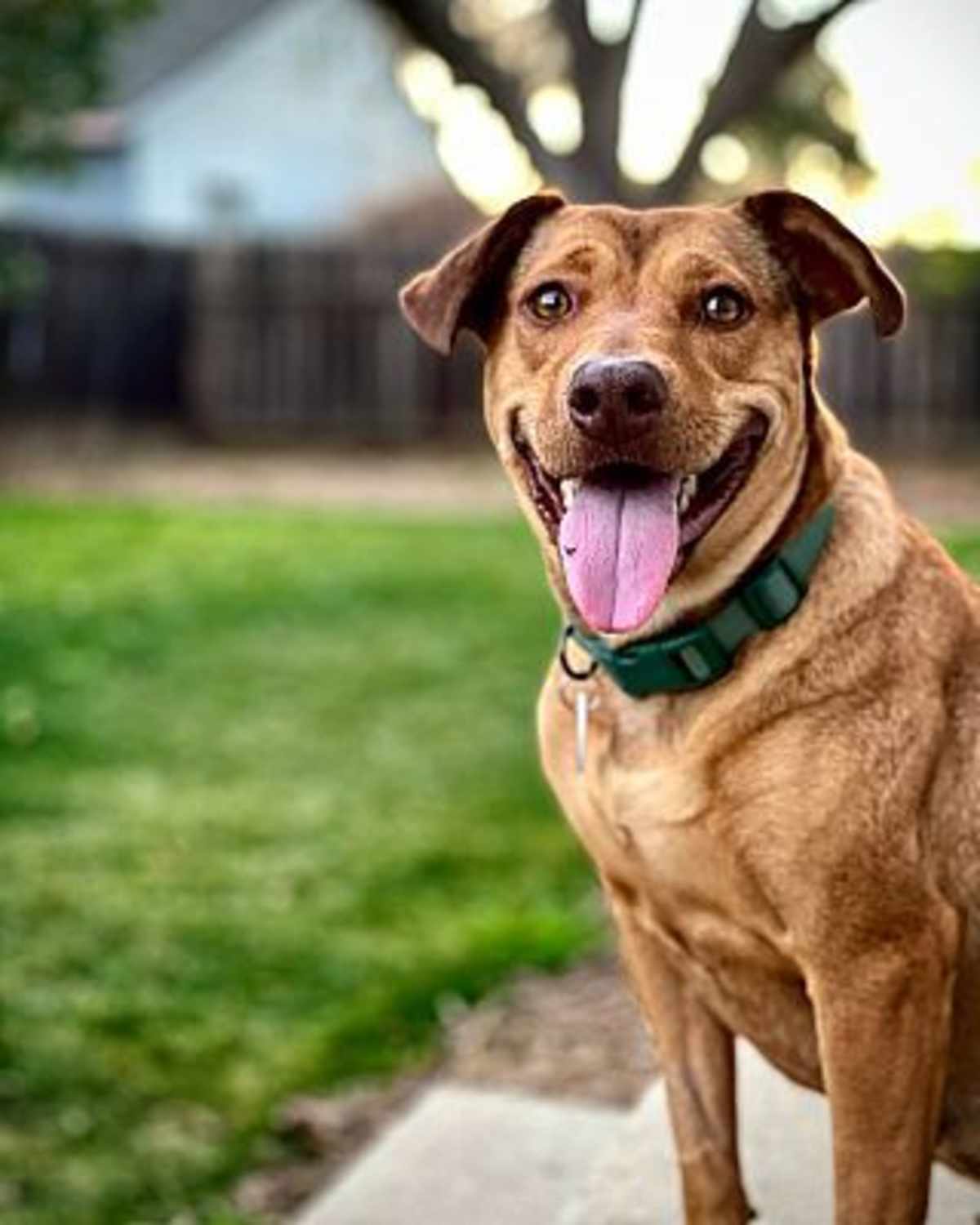 PENNY - Basenji / Labrador Retriever available for adoption