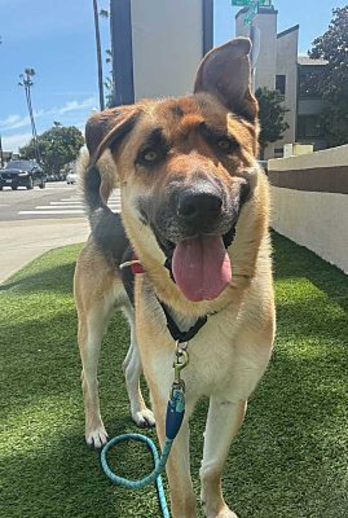 RAMBO - German Shepherd Dog available for adoption