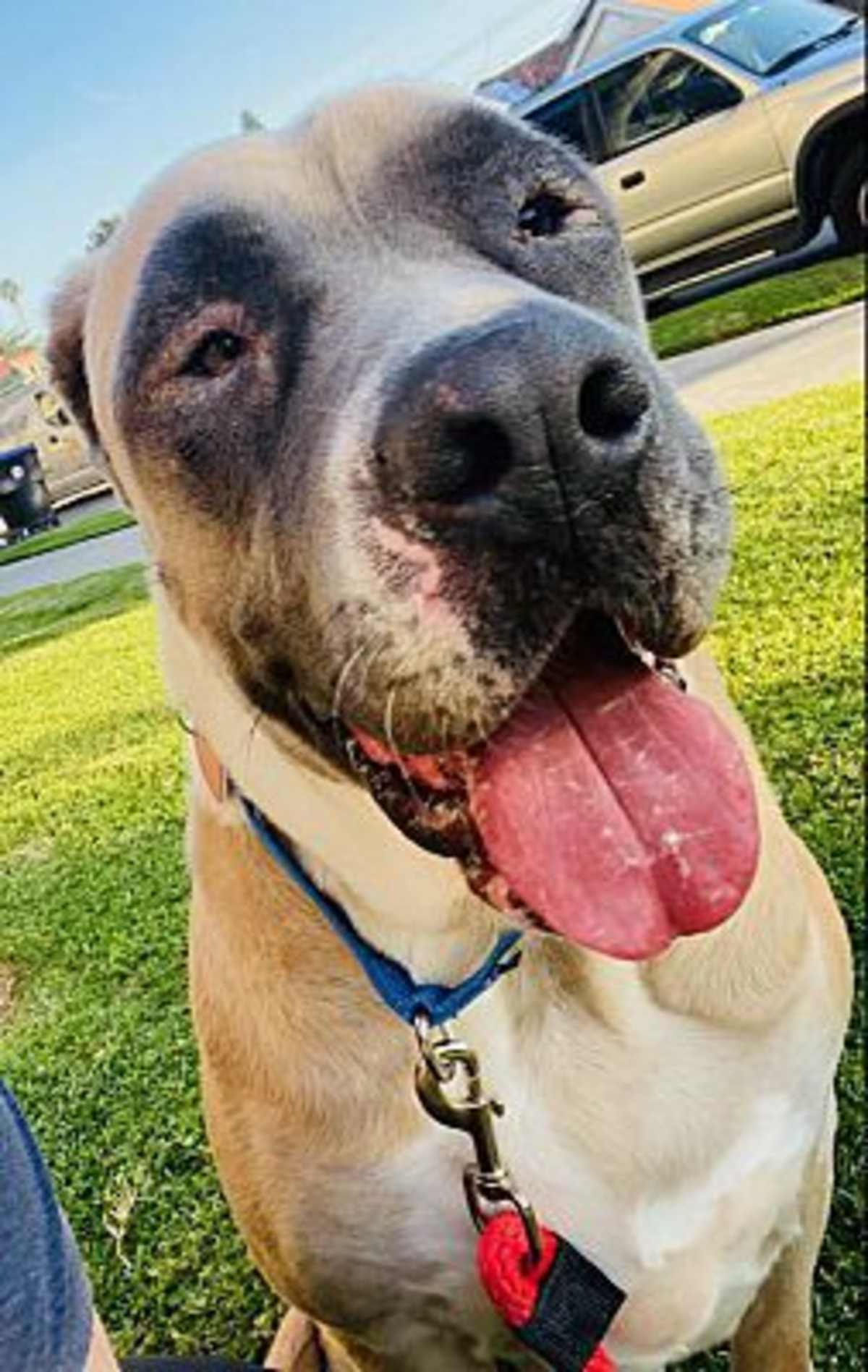 SABRINA - Mastiff / American Bulldog available for adoption
