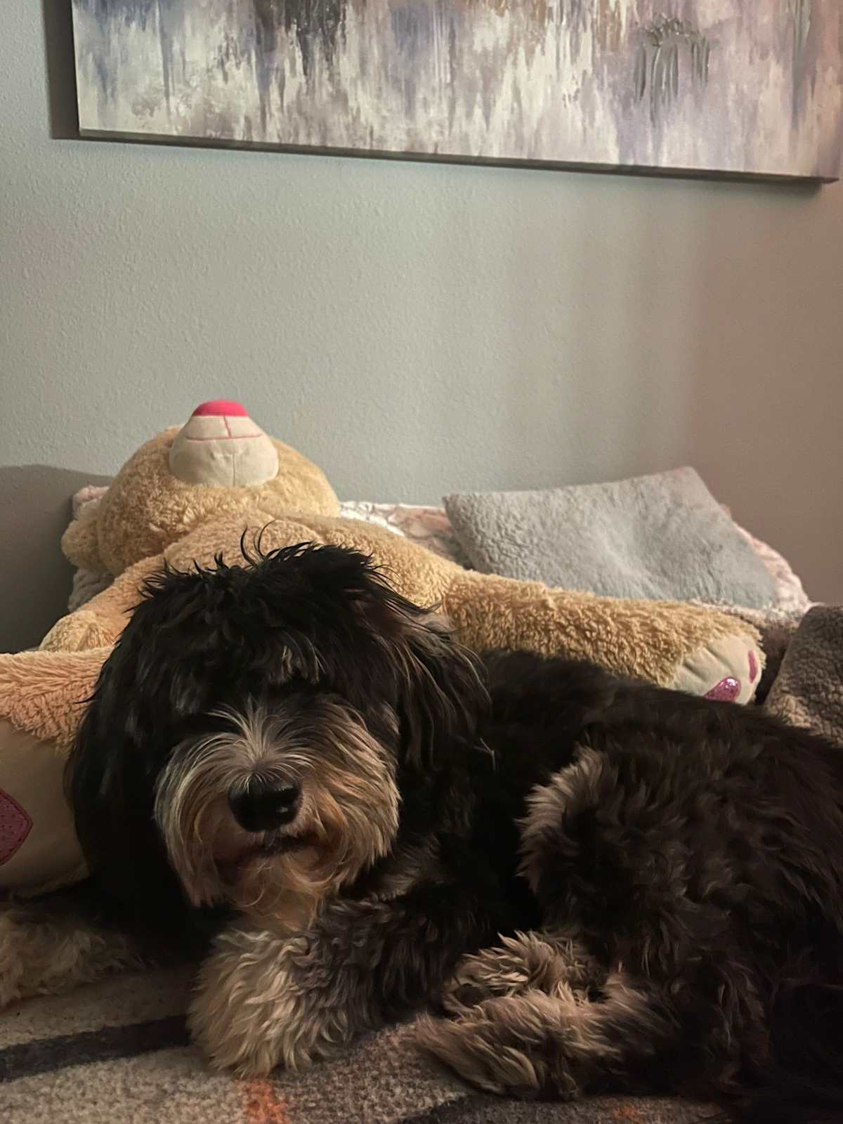 SPROCKET - Poodle (Standard) / Labrador Retriever available for adoption