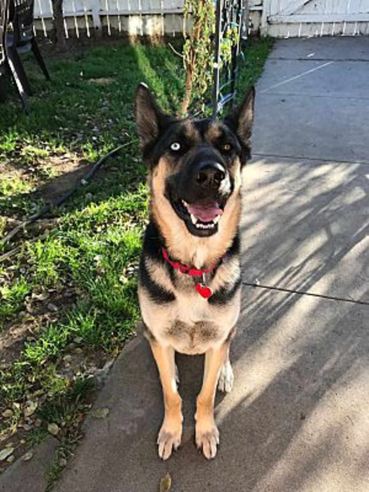 VITO - German Shepherd Dog / Husky available for adoption