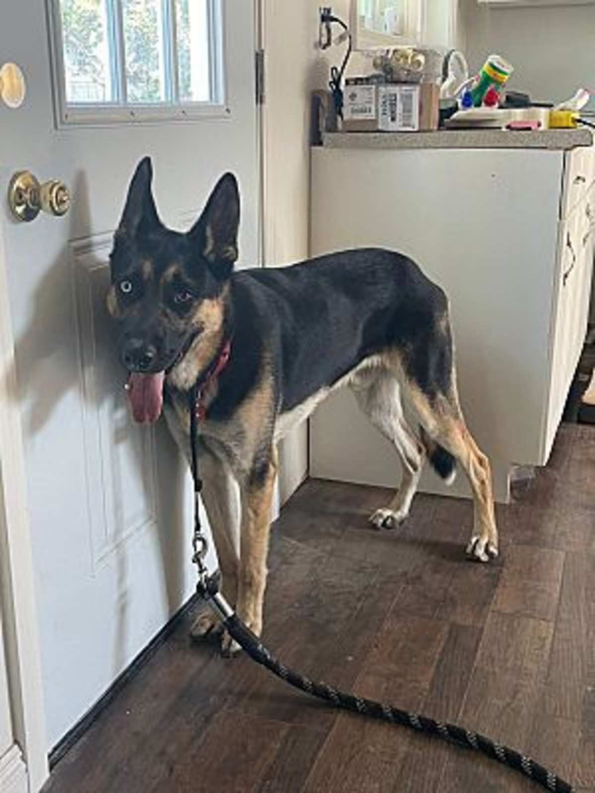VITO - German Shepherd Dog / Husky available for adoption