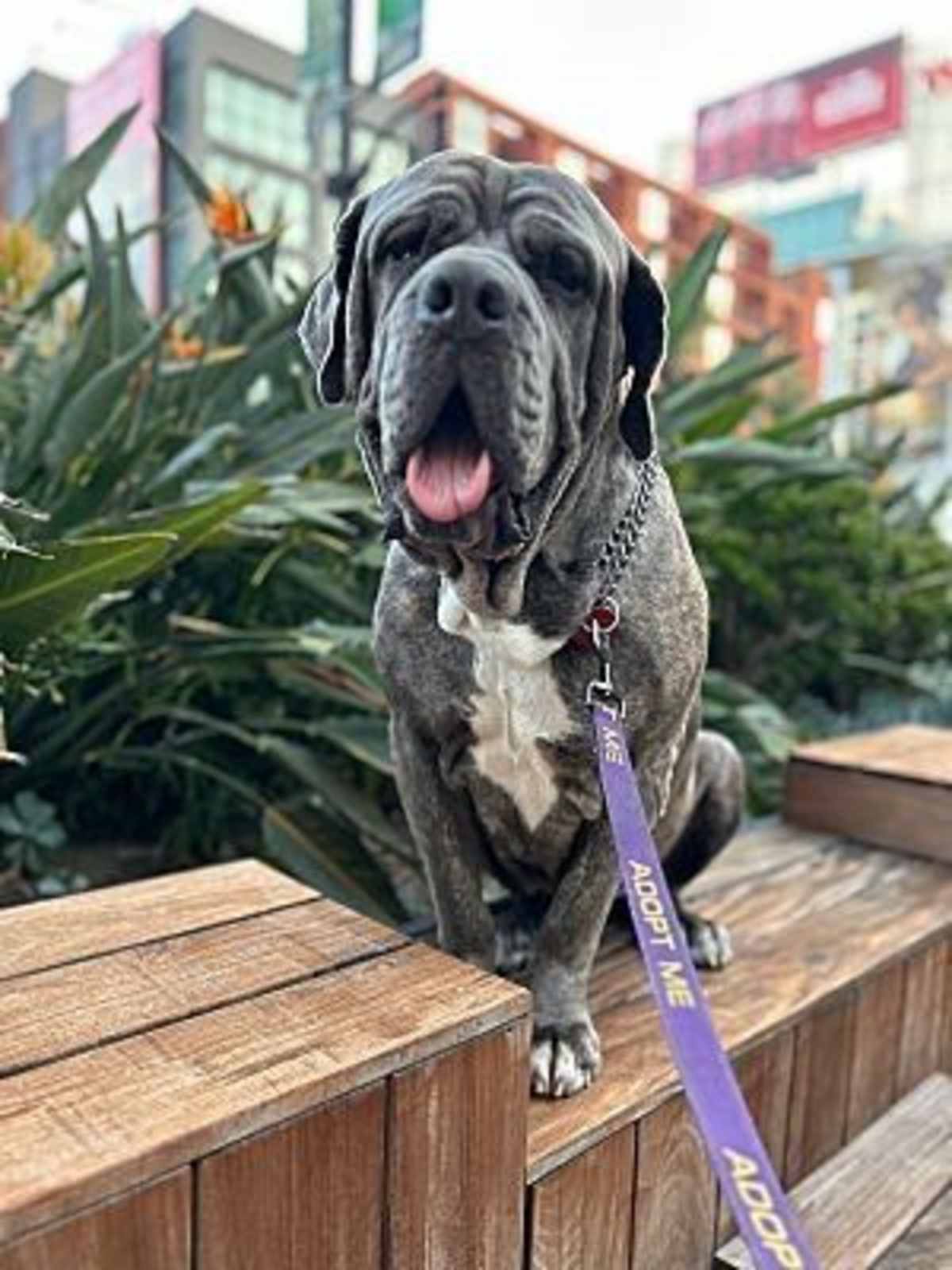 ZEN - Neapolitan Mastiff / Mastiff available for adoption
