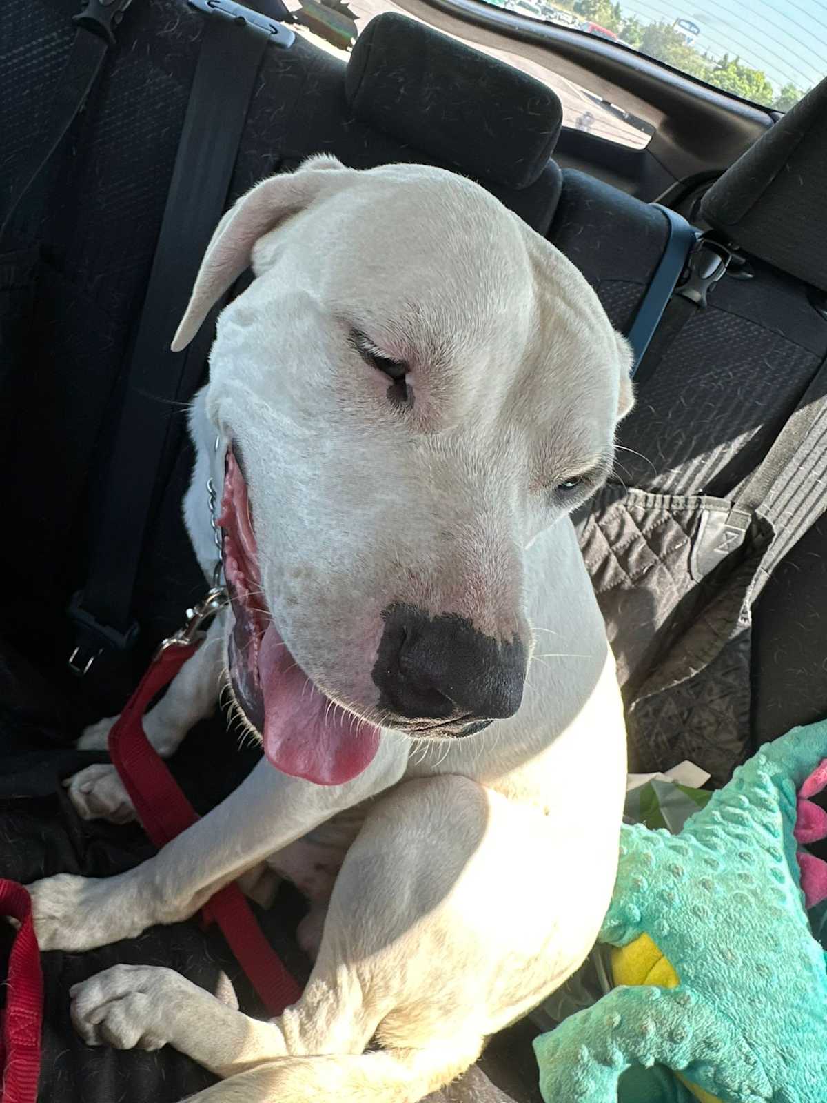 JACK JACK - American Bulldog / Labrador Retriever available for adoption