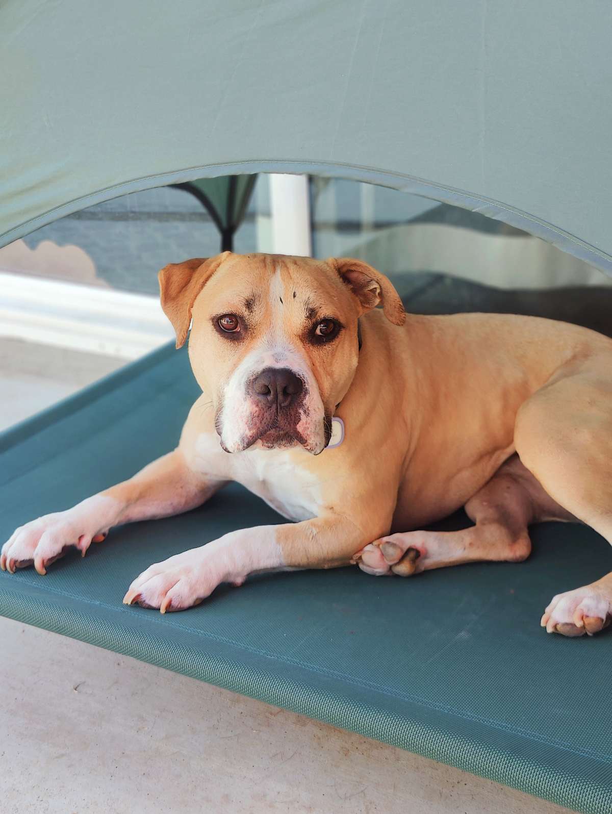 HONEY CP - Pit Bull Terrier available for adoption