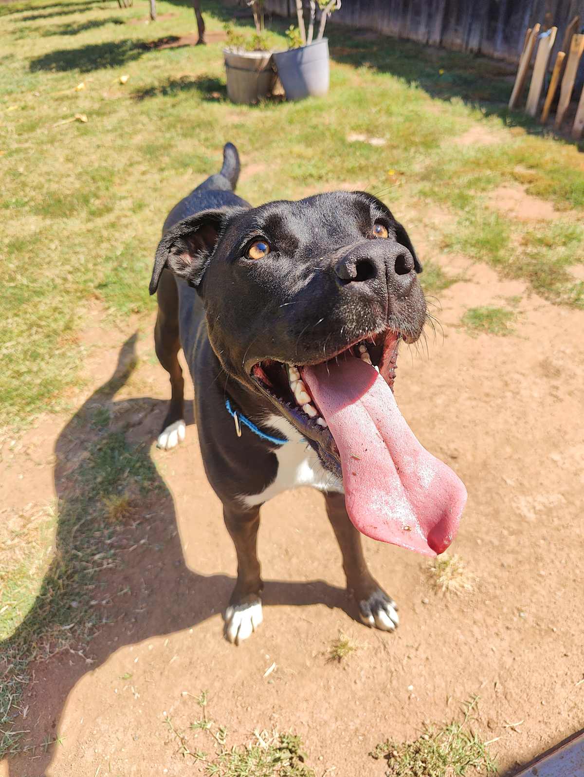 THUMPER CP - Staffordshire Bull Terrier / German Shepherd Dog available for adoption