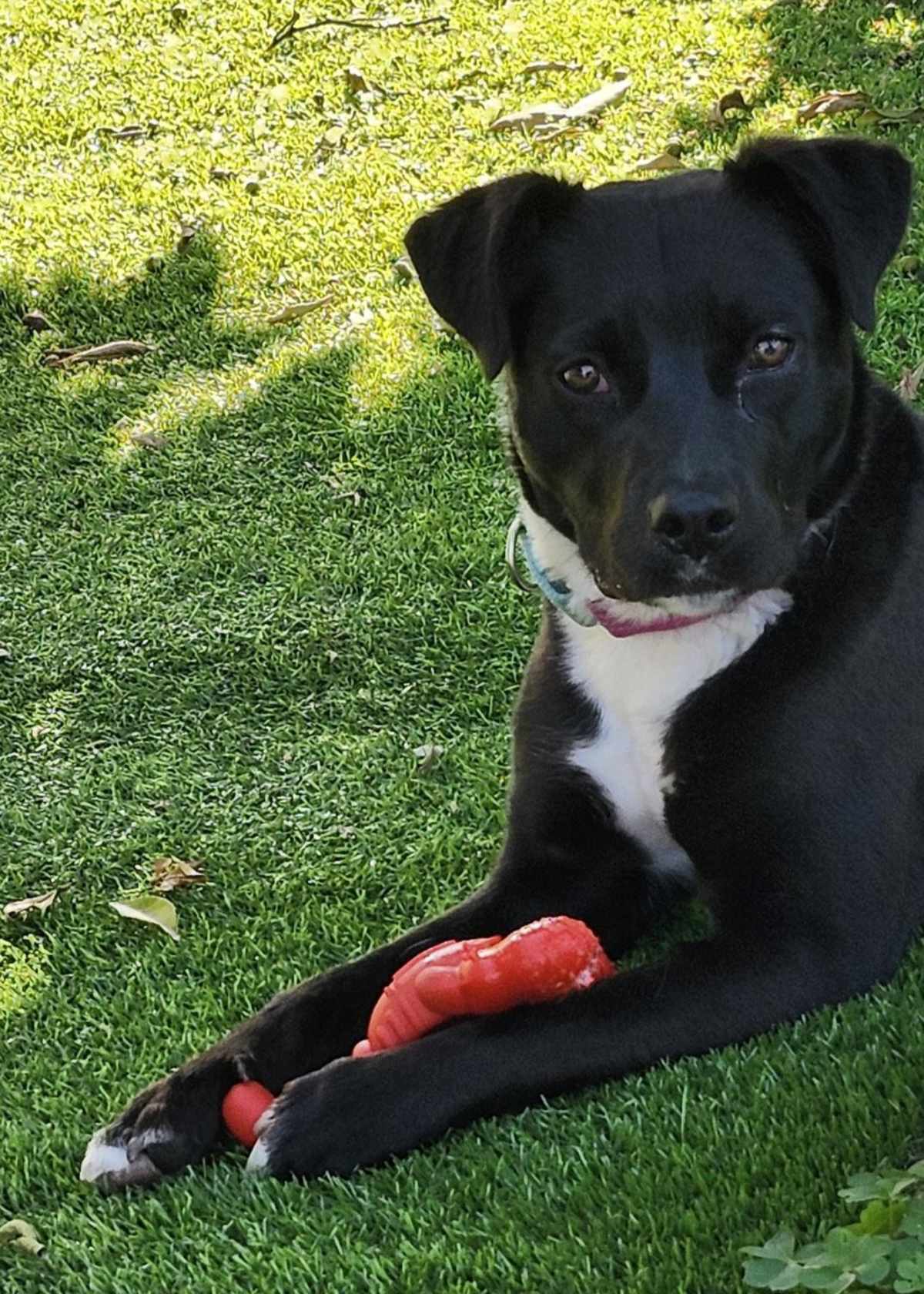BERNIE CP - Labrador Retriever available for adoption