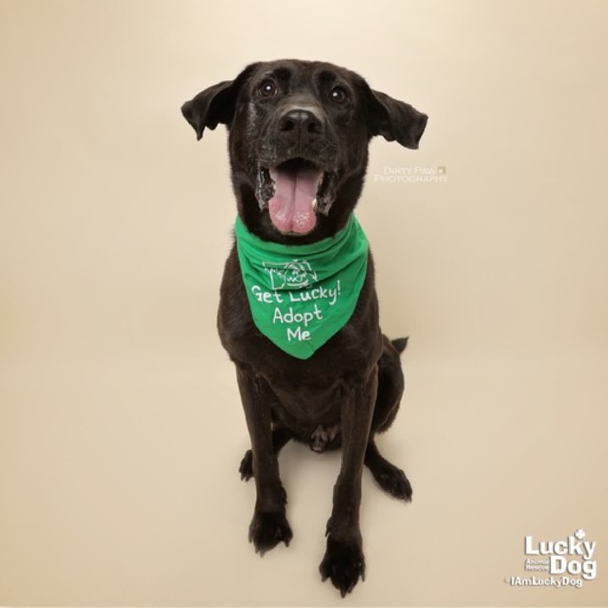 MIKEY - German Shepherd Dog / Labrador Retriever available for adoption