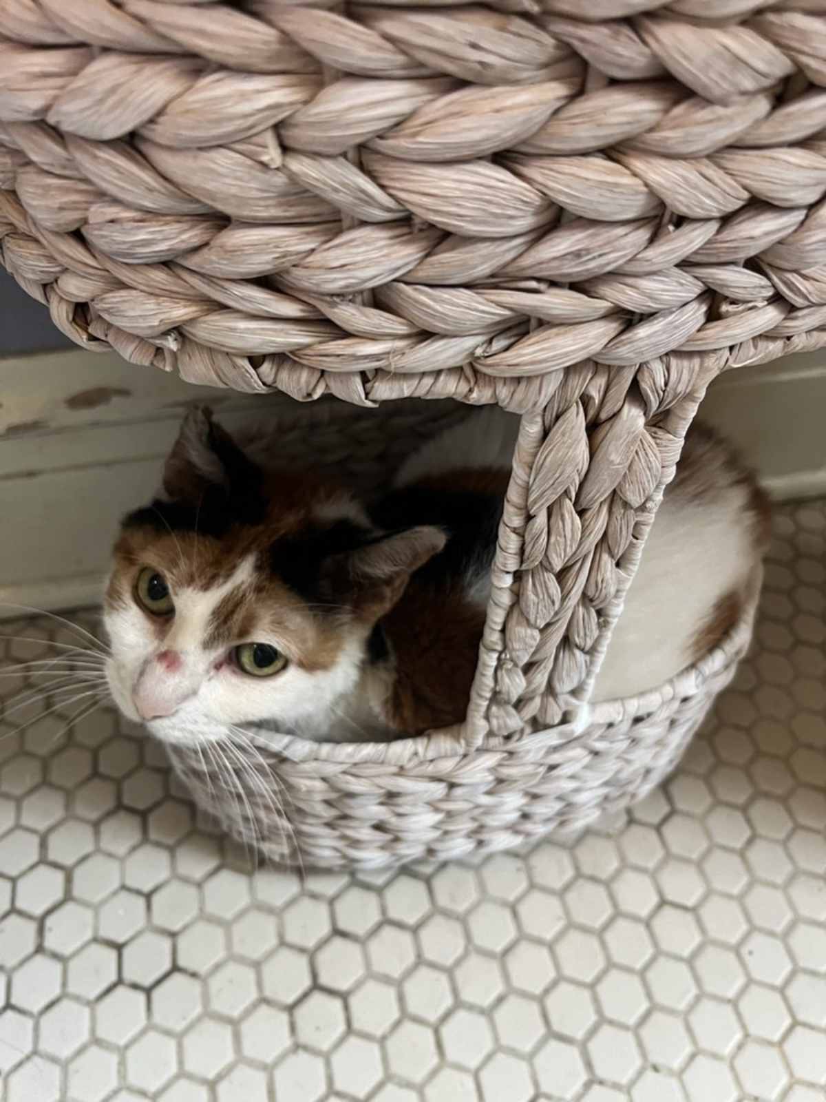 BABY GIRL - Domestic Shorthair available for adoption