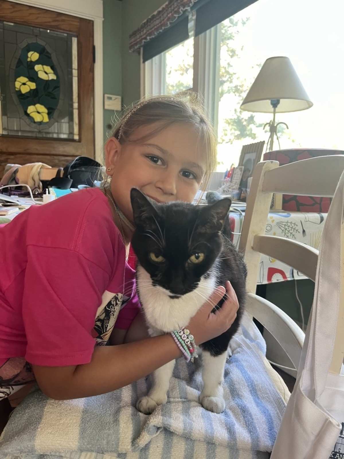 MOMMY - Domestic Shorthair available for adoption