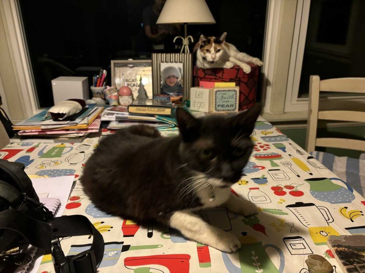 MOMMY - Domestic Shorthair available for adoption