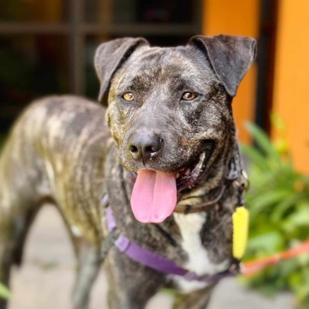 BUBBA - American Pit Bull Terrier for adoption in Vallejo