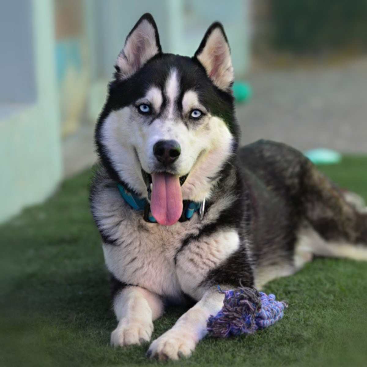 ELVIS - Siberian Husky for adoption in Vallejo