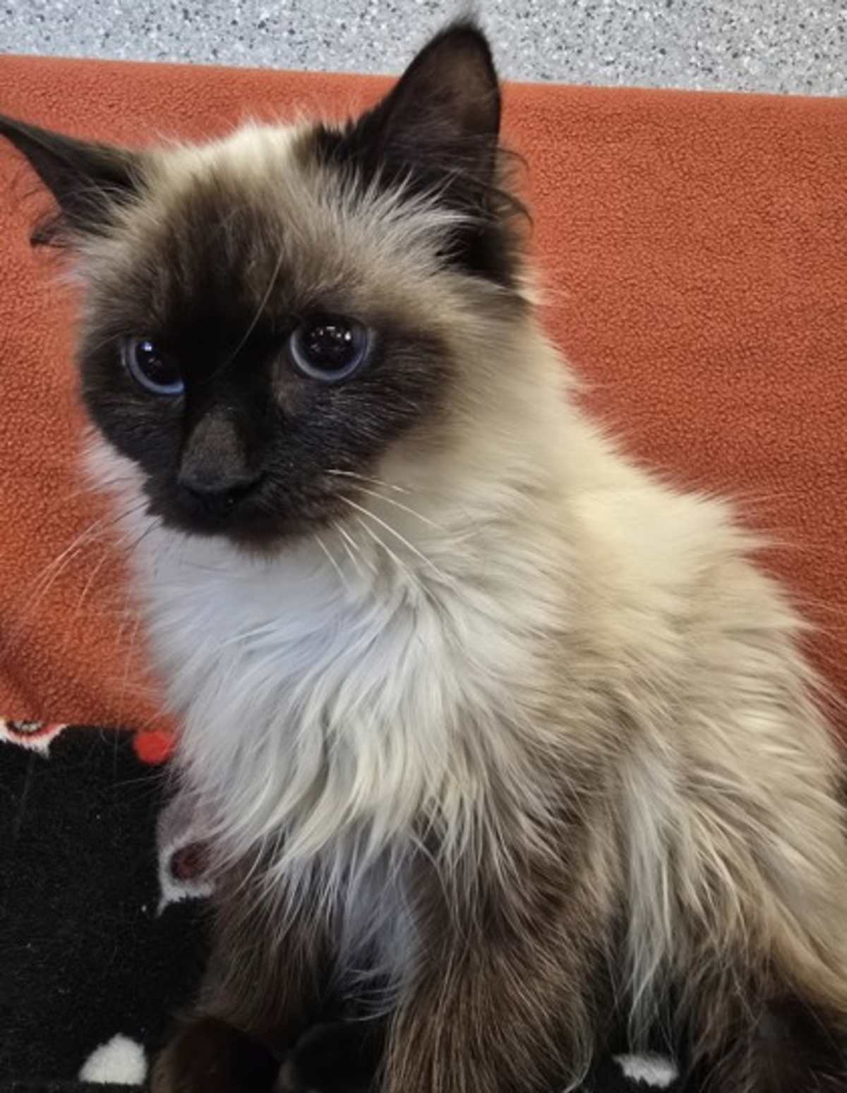 CHI - Siamese available for adoption