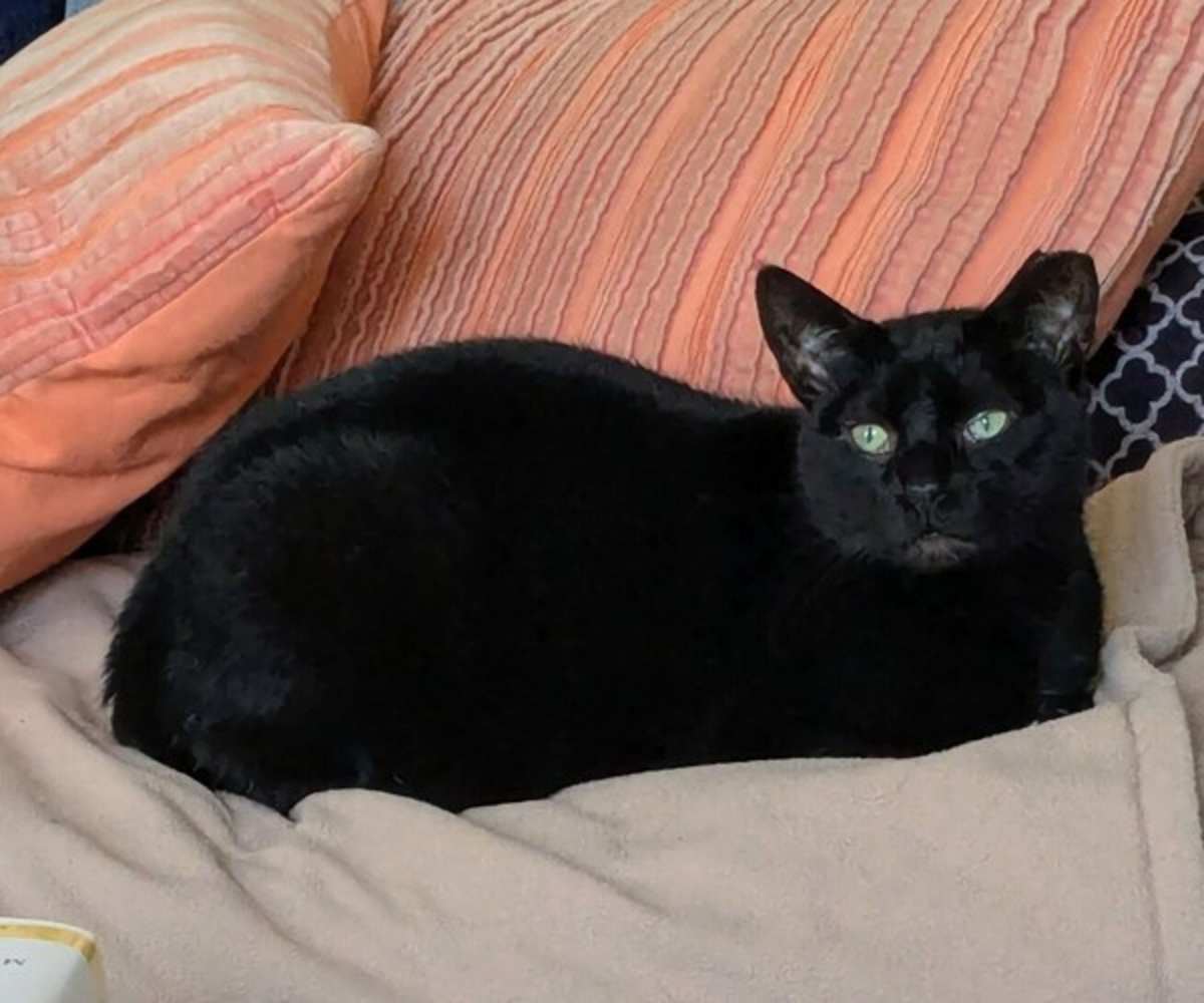 COCOA (IN FOSTER) - Domestic Shorthair available for adoption