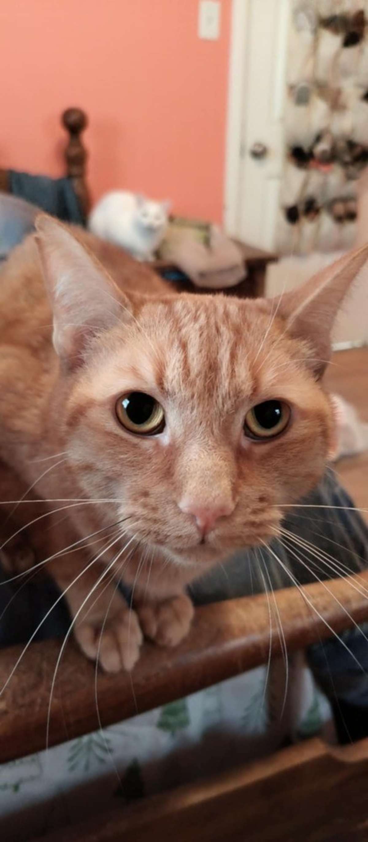 KOOP - Domestic Shorthair available for adoption