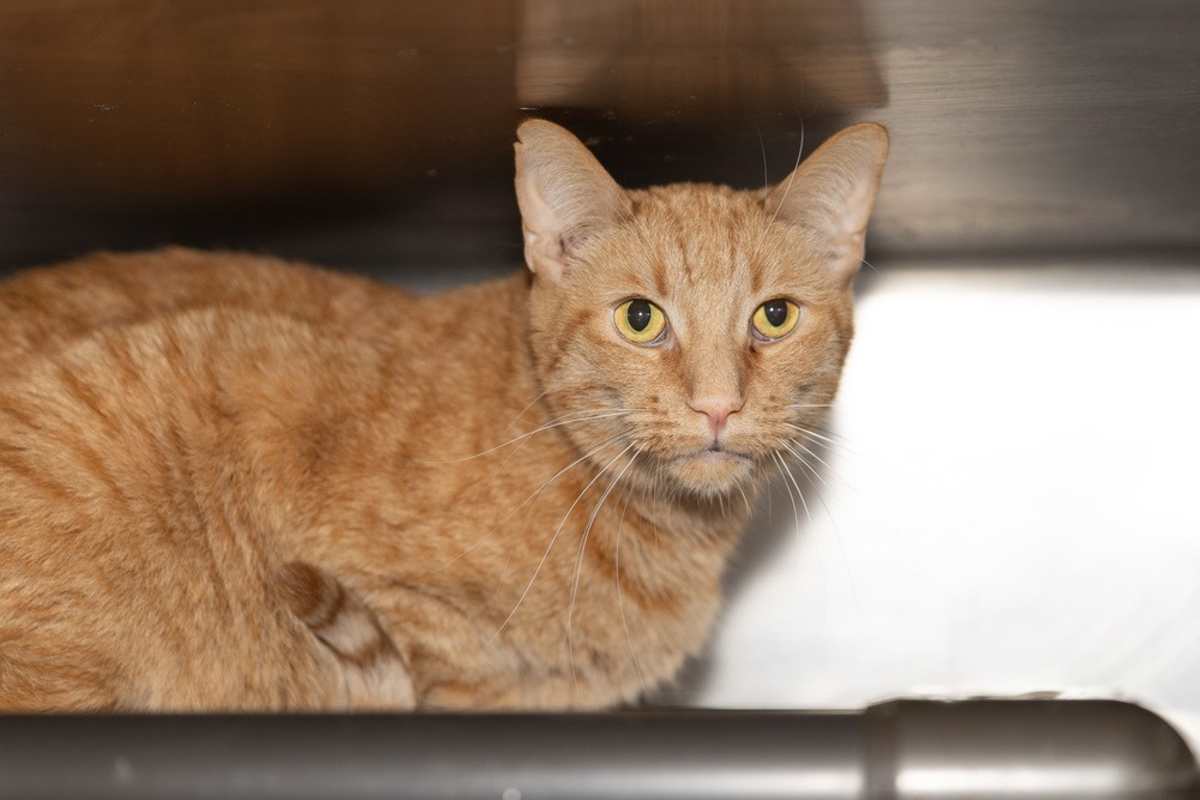 KOOP - Domestic Shorthair available for adoption