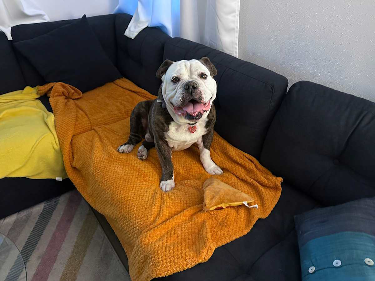BRUCE - English Bulldog available for adoption