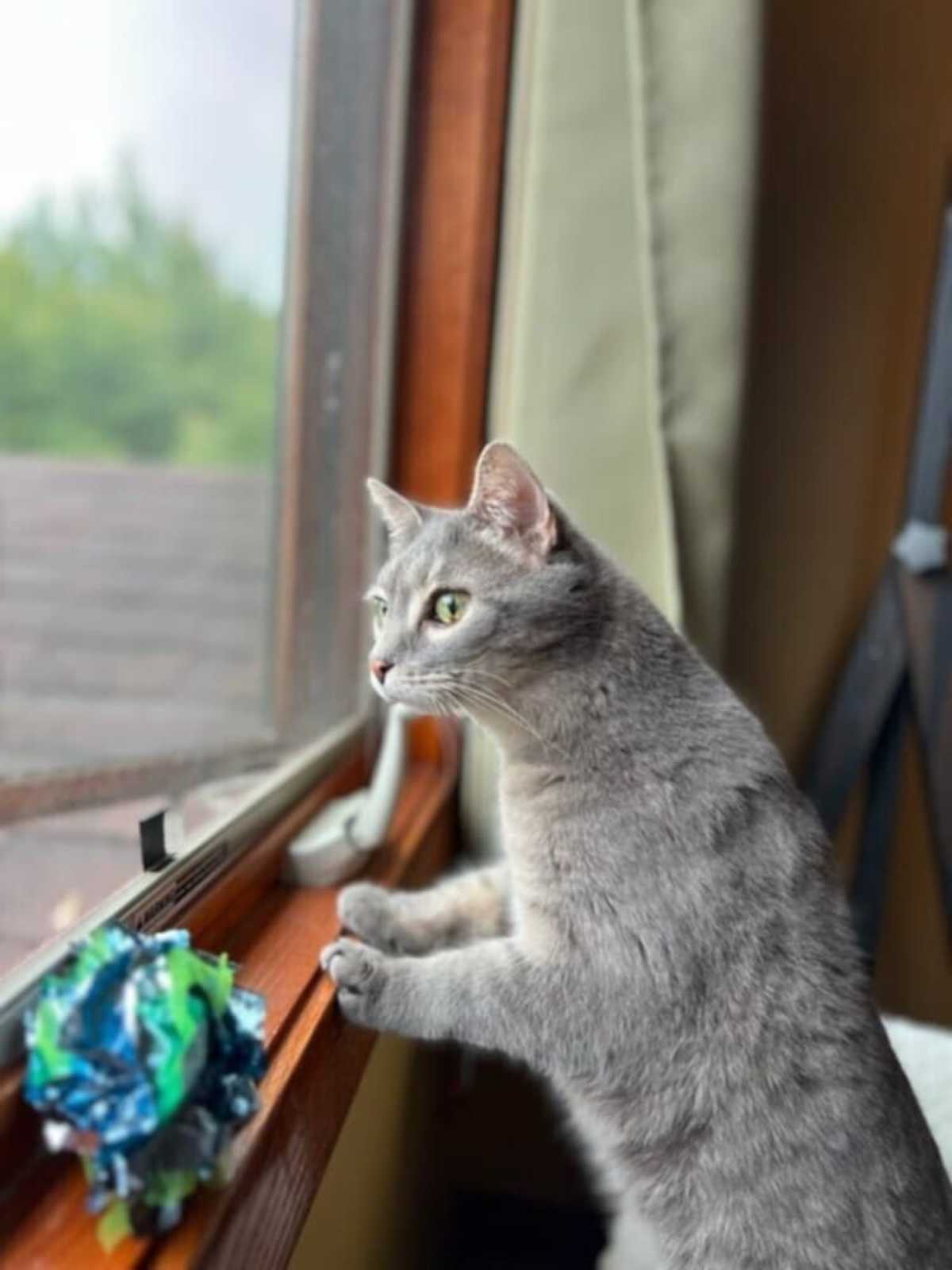 LULULEMON - Domestic Shorthair available for adoption